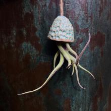 Profile photo ofkatieandthejellyfish